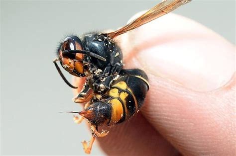 britain braced for killer asian hornets as 80 nests found in jersey daily star