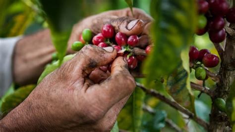 Prevén Caída De Producción De Café A 12 Millones De Sacos En 2022 Gremio
