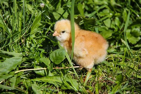 Cute Chickens Freshly Hatched Spring Chicks Stock Image Image Of