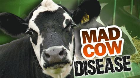 mad  disease fast facts houston style magazine urban weekly
