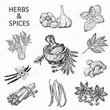 Spices Herbs sketch template