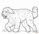 Coloring Dog Pages Water Portuguese Pinscher Miniature Printable Hound Basset Drawing Sharpei Dogs Color Chow Getcolorings Newfoundland Drawings Supercoloring Dachshund sketch template