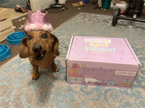 yonkel and astrid ashton on twitter dachshund birthday happy birthday