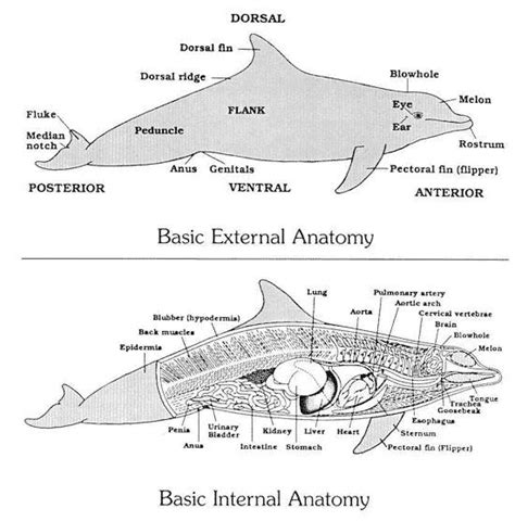 dolphin anatomy dolphin research center anatomy center dolphin research anatomy