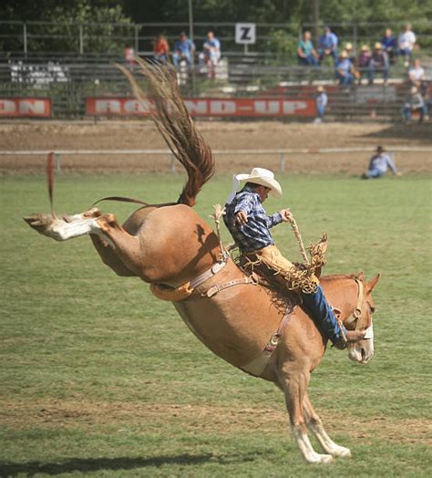bronc riding stock  pictures royalty  images istock