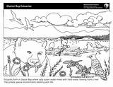 Coloring Sheets Sheet Park National Glacier Sea Bears Environments Water Nps River Bay Life Service Lions Gulls Jays sketch template