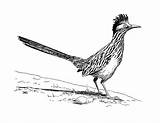 Roadrunner Greater Sketches Birds Designlooter sketch template