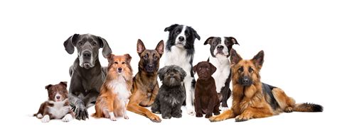 breeds  dogs   original purpose strawfield pets