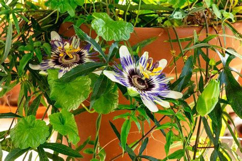 Container Grown Passion Flowers Guide To Growing Passion Flower In