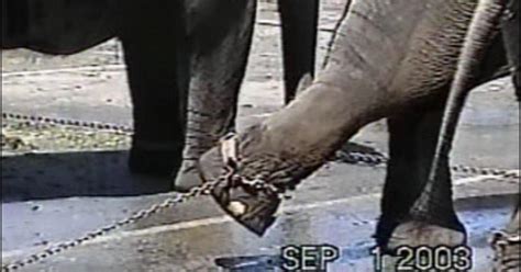 Elephant Abuse Under Big Top Cbs News