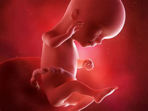 16 weeks pregnant fetus hiccups pregnancy