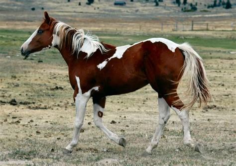tobiano horse coats pinterest