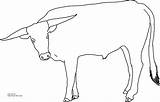 Coloring Steer Longhorn Cattle Pages Printable Color Sheet Drawings Click Designlooter Size Getdrawings 25kb Own sketch template
