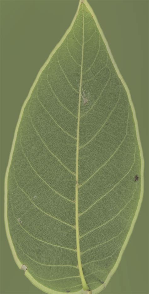 bush leaf   pbr texture  cgbookcasecom