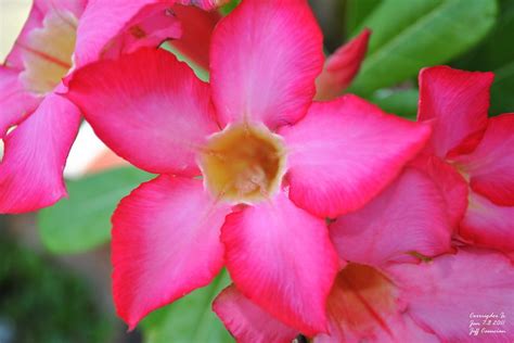 petal pink flower flickr photo sharing