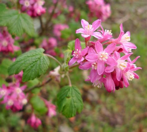 wild harvests  news  red flowering currant