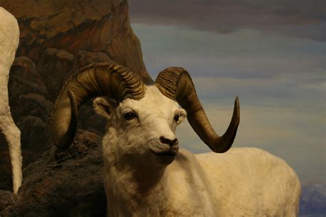 imageafter  bozzit goat ram animal horns