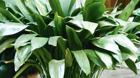 5 House Plants You Can T Kill Nz