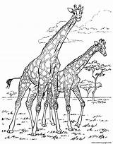 Coloring Adult African Pages Giraffe Africa Giraffes Adults Printable Da Color Disegni Colorare Print Colouring Tree Animal Book Adulti Per sketch template