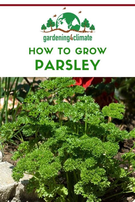growing parsley   grow  versatile herb indoors  outdoors