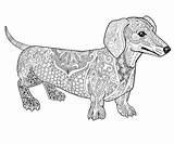 Dachshund Puppy sketch template