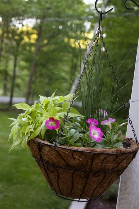 hanging baskets sweet potato vine petunias ornamental grass