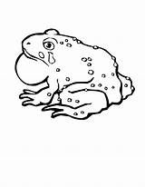 Frog Coloring Pages Bullfrog Drawing Bull Getdrawings sketch template