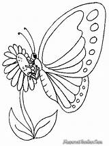 Kupu Gambar Mewarnai Kartun Diwarnai Sketsa Hewan Medienwerkstatt Schmetterling Daun Cantik Bahkan Contoh sketch template