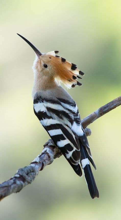 beautiful birds   images  pinterest exotic