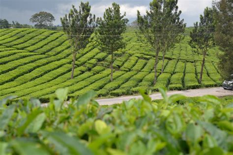 6 Kebun Teh Terbaik Di Indonesia Mldspot