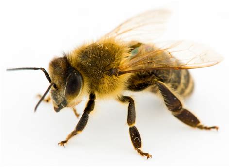 common pacific northwest bees western exterminator blog