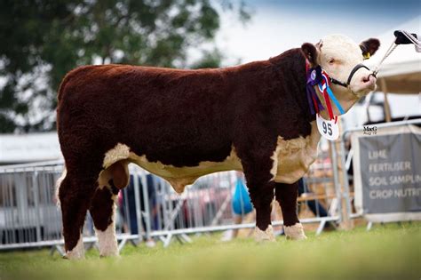 national hereford show