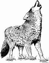 Wolf Coloring Pages Realistic Printable Print Book Color Prints sketch template