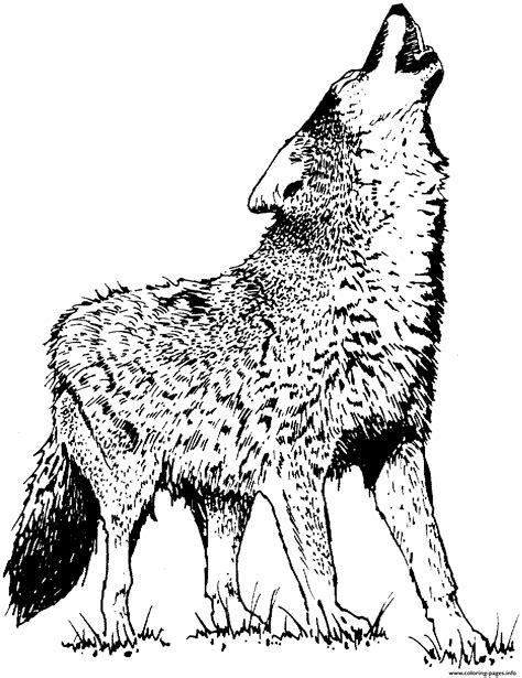 realistic wolf  coloring page printable