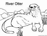 Coloring Otter Pages Print Popular sketch template