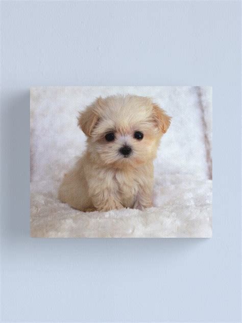 cute puppy canvas print  bigtomo redbubble