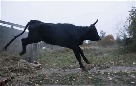 wild aurochs  cattle reintroduced  czech republic update