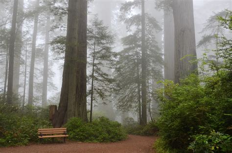 large privately owned redwood forest  preserved   million deal