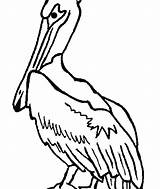Pelican Coloring Pages Brown Getdrawings sketch template