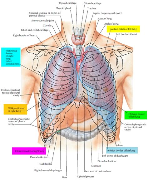 atelectasis  symptoms atelectasis treatment