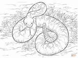 Rattlesnake Diamondback Klapperschlange Rattle Serpent Ausmalbild Print Anaconda Dangerous Coloringtop Snakes Designlooter Zum Crotale Bezoeken Coloringbay Parentune Kategorien Neocoloring 360px sketch template