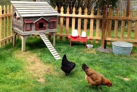 avoir des poules dans son jardin avoir des poules