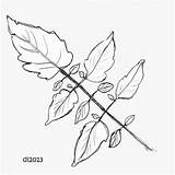 Tomato Leaf Drawing Sketch Coloring Template sketch template