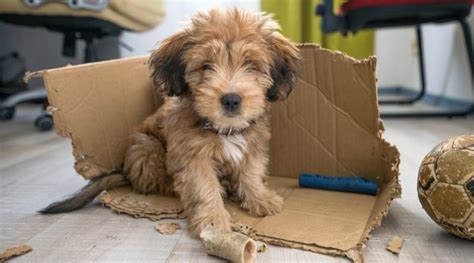 dog  ate cardboard  cardboard harm  dog