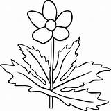 Anemone Flower Canadensis Outline Clipart Svg sketch template
