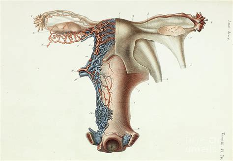 Female Internal Reproductive Organs Photograph By Science Photo Library
