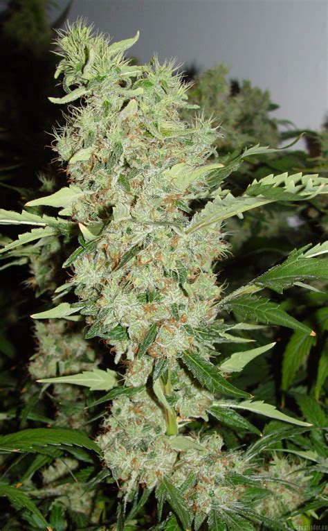 bubble gum   seeds strainsio cannabis marijuana strain info