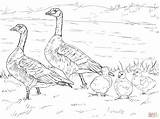 Goose Coloring Family Cackling Canada Clipart Snow Pages Geese Flying Baby Nene Printable Template Color Drawings Book Popular sketch template