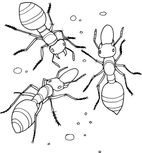 disegni da colorare disegni da colorare formiche stampabile gratuito  bambini  adulti