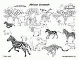 Animals Coloring Grassland African Pages Savannah Animal Draw Habitats Drawing Africa Biome Clipart Savanna Biomes Color Science Habitat Labeled South sketch template
